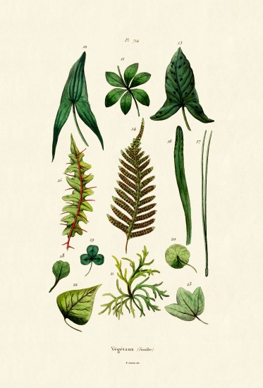 Plants a French School, (19th century)