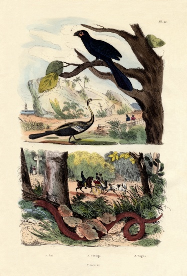 Smooth-billed Ani a French School, (19th century)