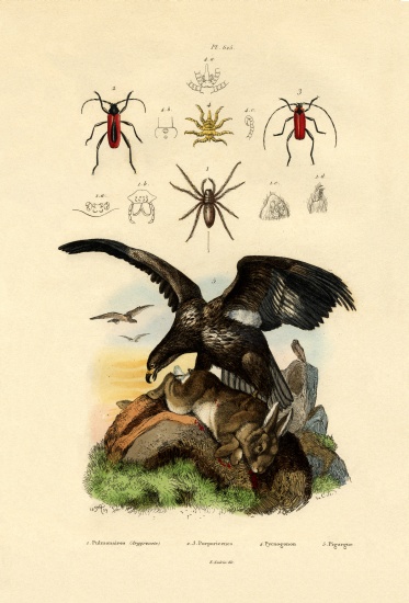 Water Spider a French School, (19th century)