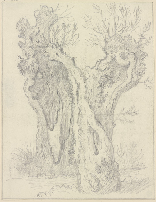 Willow stem a Friedrich Wilhelm Hirt