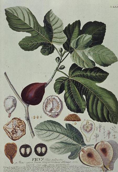 Ficus (Fig) a Georg Dionysius Ehret