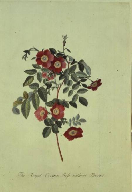 Rose: without thorns (Royal Virgin Rose) a Georg Dionysius Ehret