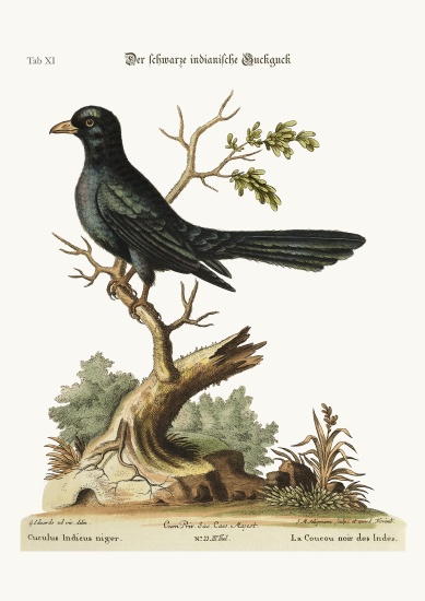 The black Indian Cuckow a George Edwards