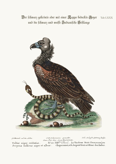The Crested or Coped Black Vulture, and the Black and White Indian Snake a George Edwards