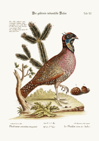 The horned Indian Pheasant a George Edwards