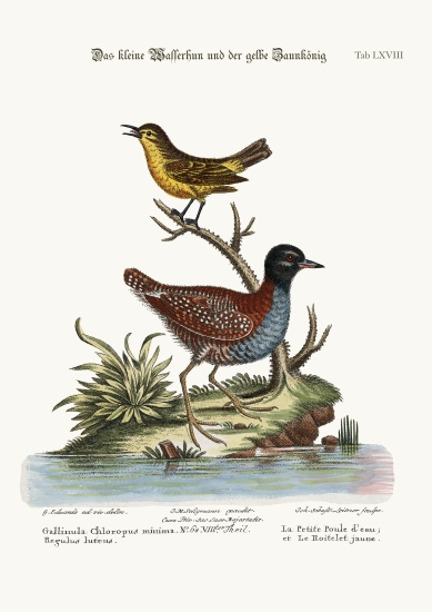 The Least Water-Hen, and the Yellow Wren a George Edwards