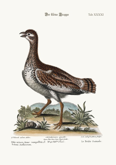 The Little Bustard a George Edwards