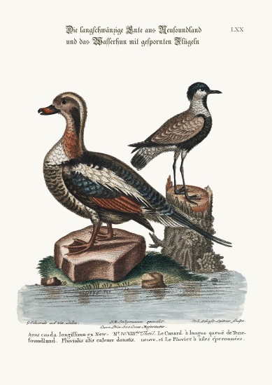 The Long-tailed Duck from Newfoundland, and the Spur-winged Plover a George Edwards