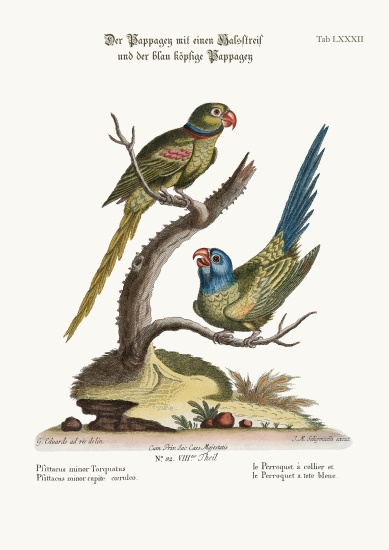 The Ring Parrakeet, and the Blue-headed Parrakeet a George Edwards
