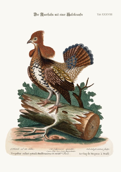 The Ruffed Heath-Cock or Grous a George Edwards