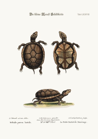 The small Mud-Tortoise a George Edwards