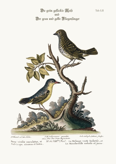 The Spotted Green Tit-Mouse, and the Grey and Yellow Flycatcher a George Edwards