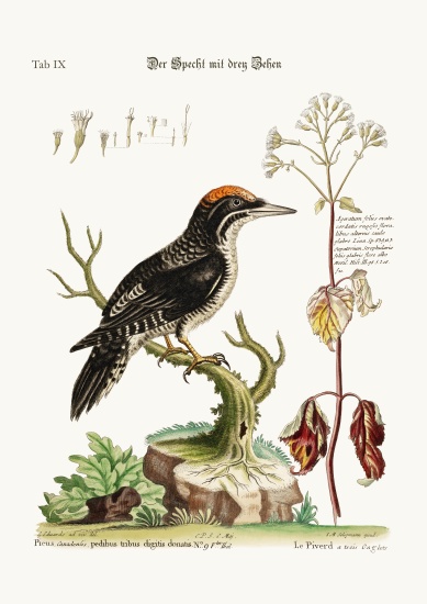 The three-toed Woodpecker a George Edwards
