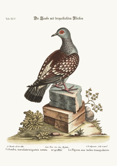 The triangular Spotted Pigeon a George Edwards