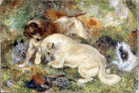 Terriers and Rabbits in a Wood a George Armfield