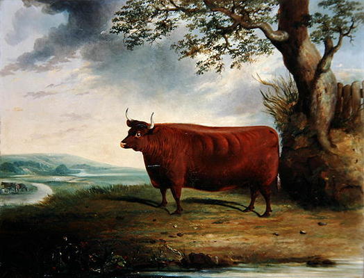 Portrait of a Brown Cow, 1844 (oil on canvas) a George Fenn