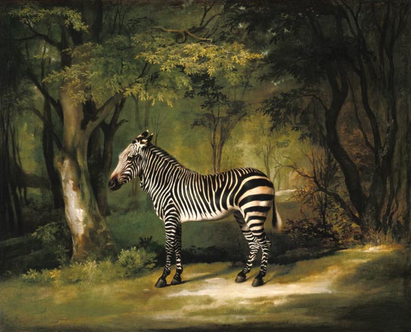 A Zebra a George Stubbs