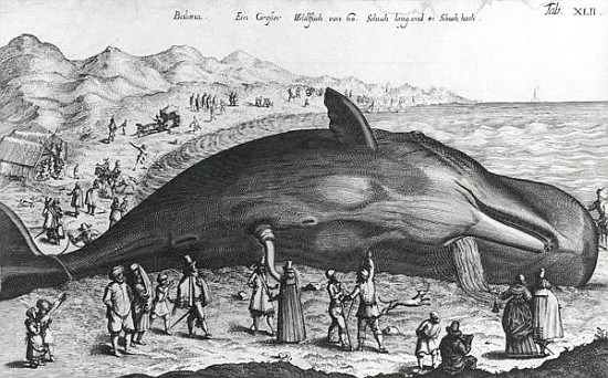 Dead whale a Scuola Tedesca