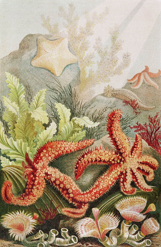 Starfish, plate from Brehms Tierleben: Allgemeine Kunde des Tierreichs, vol.10, p.528, published by a German School, (19th century)