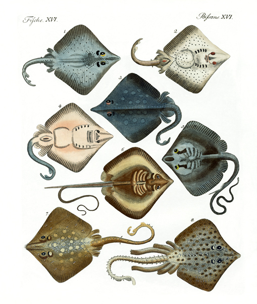 Different kinds of rays a German School, (19th century)