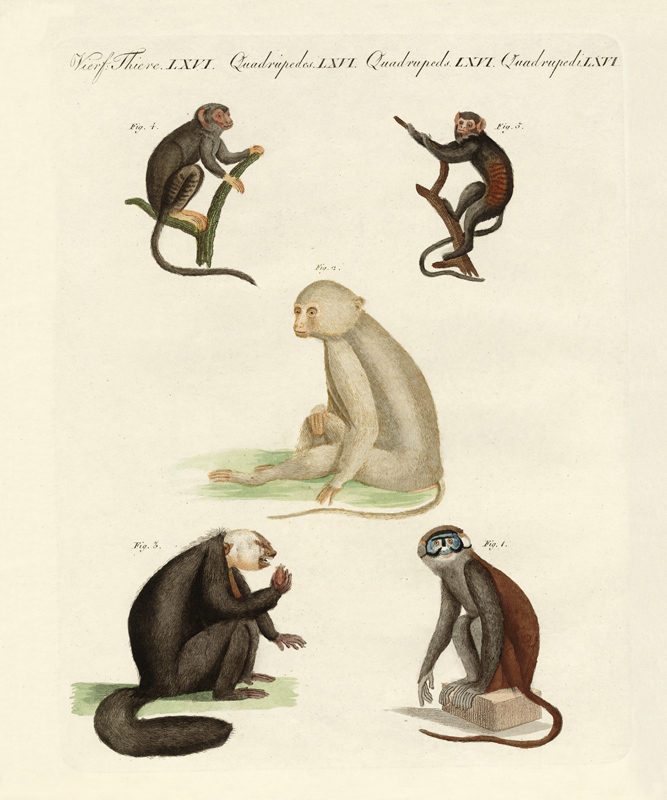 Five kinds of monkeys a German School, (19th century)
