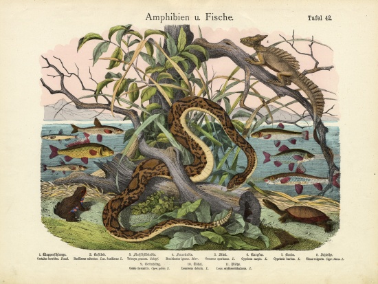 Amphibians and Fishes, c.1860 a German School, (19th century)
