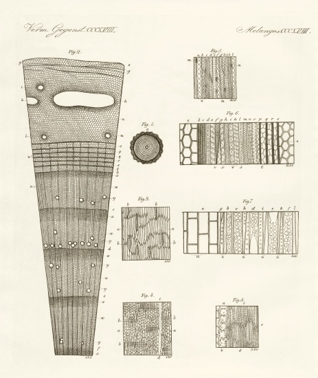 Anatomy of wood a German School, (19th century)