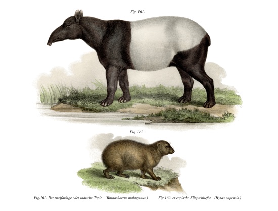 Asian Tapir a German School, (19th century)