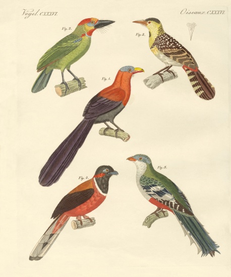 Beautiful foreign birds a German School, (19th century)