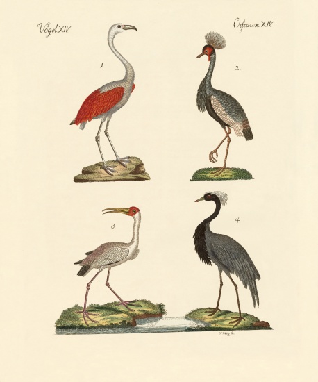 Birds from hot countries a German School, (19th century)