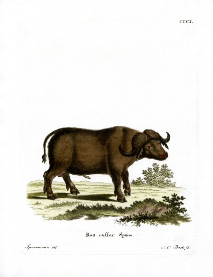 Cape Buffalo a German School, (19th century)