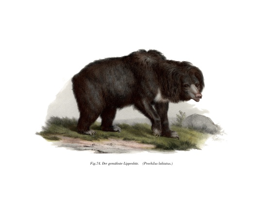 Common Indian Sloth Bear a German School, (19th century)