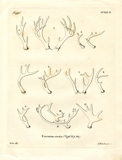 Deer Antlers a German School, (19th century)