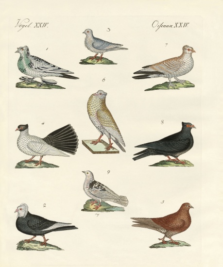 Different kinds of pigeons a German School, (19th century)