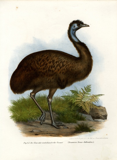 Emu a German School, (19th century)