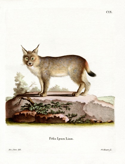 Eurasian Lynx a German School, (19th century)