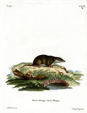 Eurasian Shrew