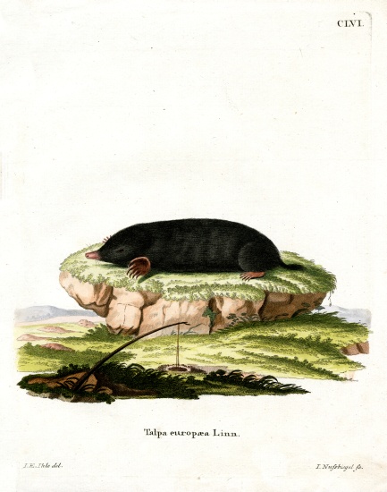 European Mole a German School, (19th century)