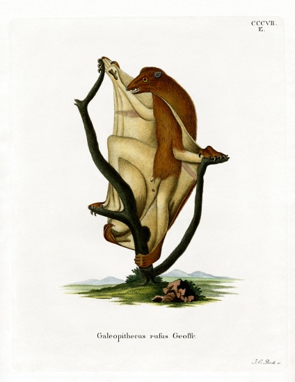 Flying Lemur a German School, (19th century)