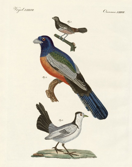 Foreign birds a German School, (19th century)