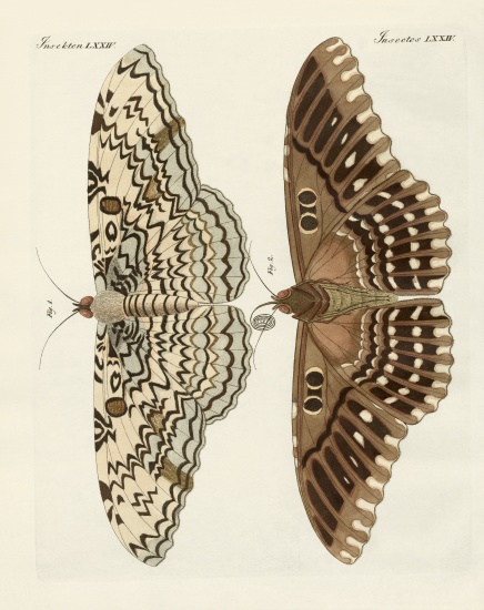 Foreign butterflies a German School, (19th century)