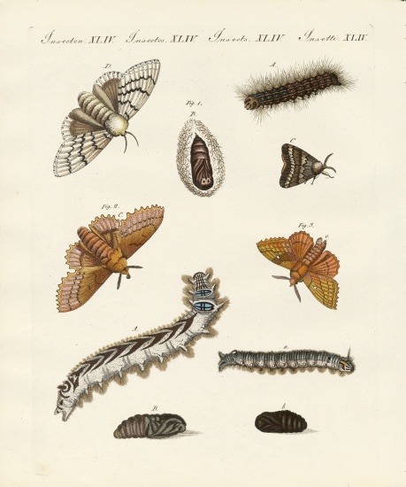 German moths a German School, (19th century)