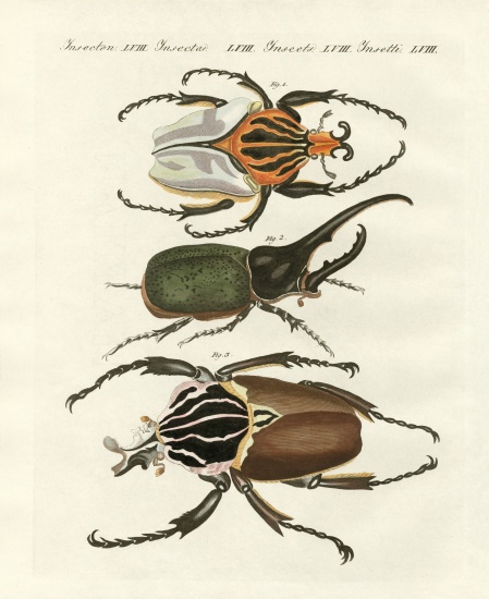 Great and rare foreign beetles a German School, (19th century)