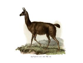 Guanaco