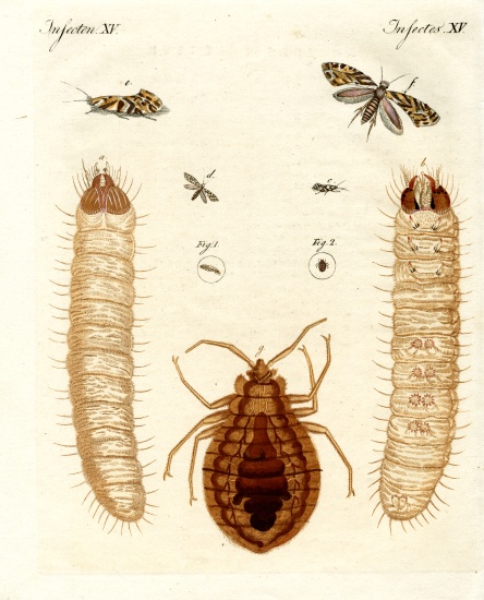 Harmful insects a German School, (19th century)