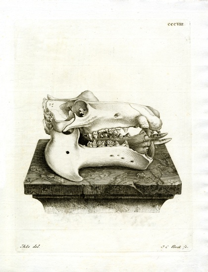 Hippo Skull a German School, (19th century)