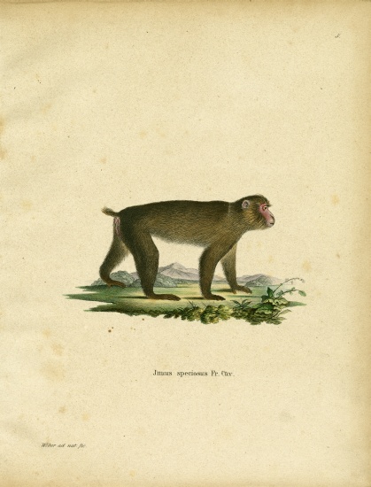 Japanese Macaque a German School, (19th century)