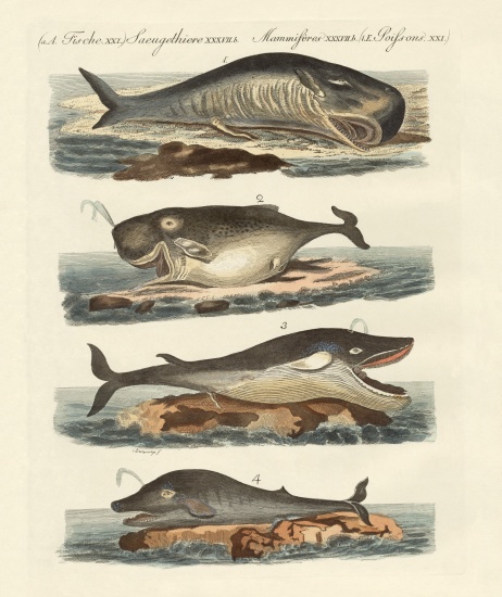 Kinds of whales a German School, (19th century)