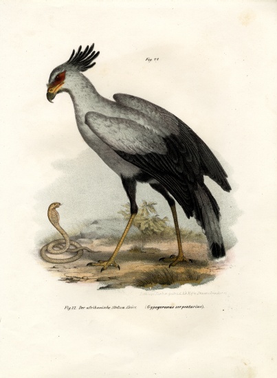 Long-legged Raptorial Bird a German School, (19th century)