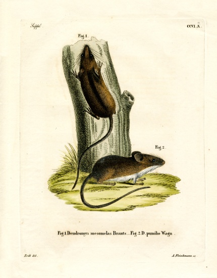 Long-tailed Tree Mouse a German School, (19th century)